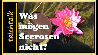 Was man über SEEROSEN wissen muss [upl. by Nelg715]