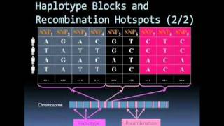 Microarray based SNP genotyping [upl. by Estele]