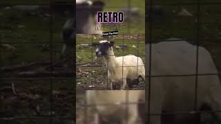 Screaming Goats Take Over the Internet A Viral Sensation [upl. by Harbird409]