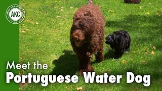 Meet the Portuguese Water Dog [upl. by Araiet93]