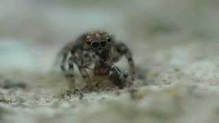 Jumping Spider Ambushes an Ant Naphrys Acerba or Naphrys Pulex [upl. by Ribak]