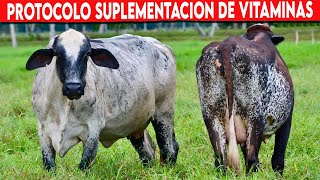 🔴 GANADERÍA Vacuna PROTOCOLO De SUPLEMENTACIÓN De VITAMINAS Del COMPLEJO B ✅ Vacas Lecheras [upl. by Sanez]