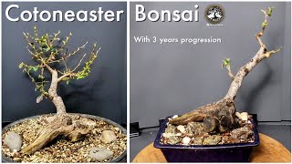 Cotoneaster Bonsai With 3 year progression [upl. by Ube]