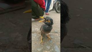 Khwab na chiraiya o re bajro wala 🐦✈️👍🏼 tending short video [upl. by Yanahc]