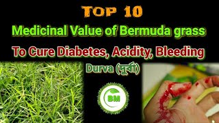 Medicinal Value of Bermuda grass  Cynodon dactylon Benefits of Durva grass দুর্বাgrass plant [upl. by Drahcir]