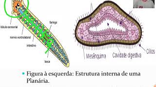 Platelmintos 1  Características Gerais e Classificação [upl. by Imeaj]