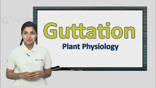 Know more about Guttation NEET Botany XI Plant Physiology [upl. by Celeski]