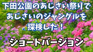 下田公園のあじさい祭りであじさいのジャングルを探検した！ショートバージョン [upl. by Llekcor]