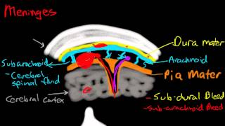 Meninges [upl. by Anidnamra]