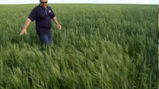 Brome grass management in cereal crops [upl. by Svetlana]