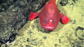 Fishing in the deep observations of a deepsea anglerfish [upl. by Carin]