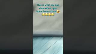 What my dog dose when I get home from school every day😭✋️ [upl. by Reece]