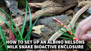 How to set up an Albino Nelsons Milk Snake BioActive Enclosure [upl. by Daloris]