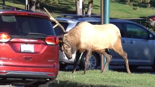 Close Calls with Bull Elk in Estes Park Colorado [upl. by Oirazan601]