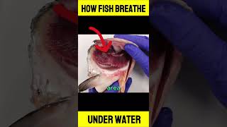 How Fish Breath Under Water FishRespiration UnderwaterBreathing [upl. by Ydissak]