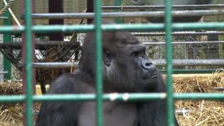 Kifu the Silverback Climbing Enclosure  Howletts Wild Animal Park Kent UK  2010 Gorilla [upl. by Cr]