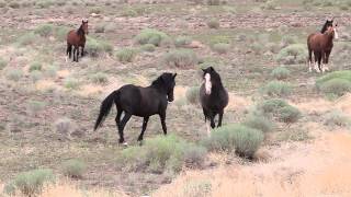 Mustang Stallion defending his mares and foals from bachelors [upl. by Saitam]