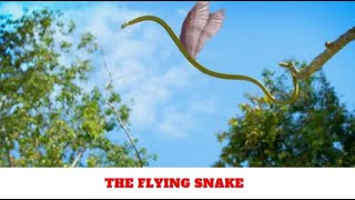 The Flying Snake [upl. by Feliks]