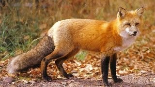 Red Fox Night sound Sounds like screaming lady [upl. by Enoed]