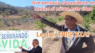 EL PROGRAMA SEMBRANDO VIDA DEL PRESIDENTE DE MEXICO ES UN FRACASO O UN TRIUNFO USTEDES QUE OPINAN [upl. by Marleah]