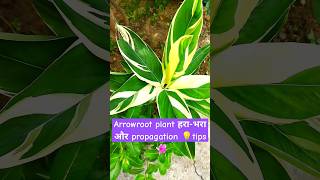 arrowroot plant beat tips 💡 shorte ytshorts [upl. by Amitie]