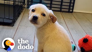 Rescue Puppy Owns Her Foster Mom  The Dodo [upl. by Ednihek]