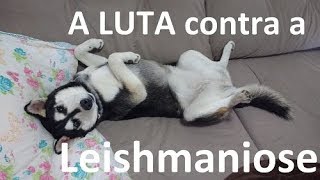 Tratamento da Leishmaniose  não desista do seu cão [upl. by Ttnerb516]