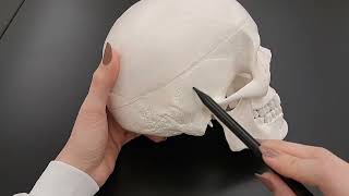 Skull Anatomy Series The 5 Cranial Sutures  Part 2 of 9 [upl. by Lamprey]