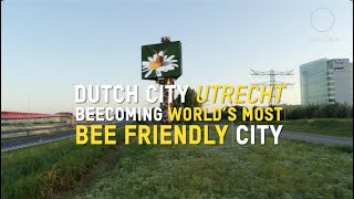 Is Utrecht the worlds Most Bee Friendly City [upl. by Netsreik531]