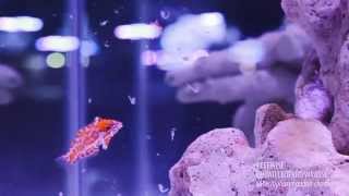 Reefwise  Choati Leopard Wrasses Eating [upl. by Carder]