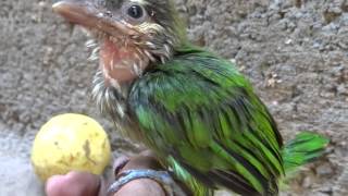 WhiteCheeked Barbet [upl. by Enilav412]