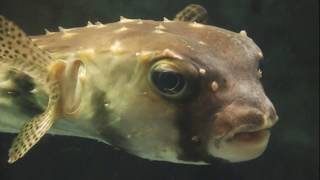 Facts The Porcupinefish [upl. by Leuqcar]