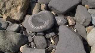 Charmouth amp Lyme Regis  Collecting Fossils at the Jurassic coast  Dorset UK  Ammonites [upl. by Nordek909]