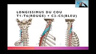 Anatomie des muscles du cou et du dos partie 6 Longissimus iliocostal [upl. by Eneluj]