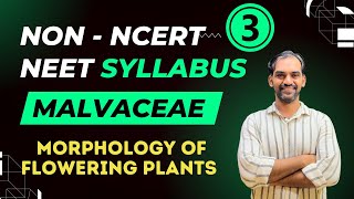 Malvaceae  Morphology of Flowering Plants  Non NCERT NEET Syllabus [upl. by Westbrooke]