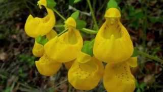 Calceolaria Phillippi [upl. by Dannon]