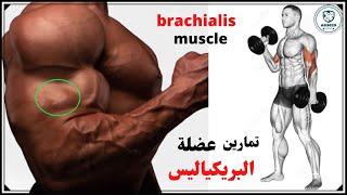 brachialis muscle exercises تمارين عضلة البريكياليس  العضدية [upl. by Atcele]