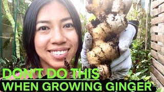 What NOT To Do When Growing Ginger Turmeric Galangal  Exciting Opportunity For You [upl. by Mandeville873]