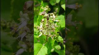 Ocimum tenuiflorum Lamiaceae familynature forestflower trending forestflower forests garden [upl. by Hehre563]