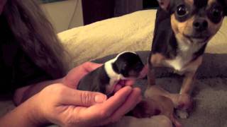 Bess Chihuahua Puppies [upl. by Clerissa]