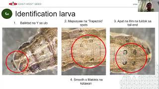 🇵🇭 Pagkilala at Pagkontrol sa Fall Armyworm Identifying and Controlling Fall Armyworm [upl. by Paulette]