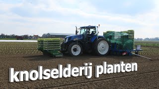 knolselderij planten  koelhuis jacobs [upl. by Ajiat]