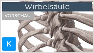 Wirbelsäule Aufbau und Funktion Vorschau  Kenhub [upl. by Rex]