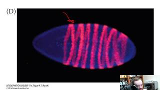 Dorsal Ventral Axis Formation in DrosophilaDevelopmental BiologyDr Gayatri Acharya [upl. by Ydner]