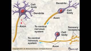 Histology of the Nervous System [upl. by Ursula]