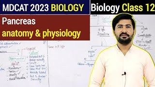 Pancreas Anatomy and Physiology  MDCAT 2023  Biology Class 12  Irtisams Biology [upl. by Cheffetz525]