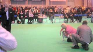 Crufts 2010 Bulldog Best of Breed [upl. by Luehrmann]