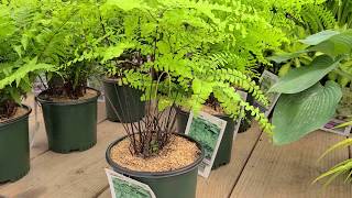 Adiantum pedatum Northern Maidenhair Fern  Fabulous Easy to Grow NATIVE Fern [upl. by Magna]