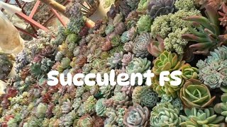 Flexing some of our succulent souvenir succulents succulentforsale plants succulentsonly [upl. by Selohcin]