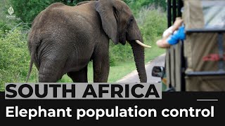 South Africa works to control Kruger Parks elephant population [upl. by Namyl]